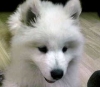 Adorable-samoyed-puppies